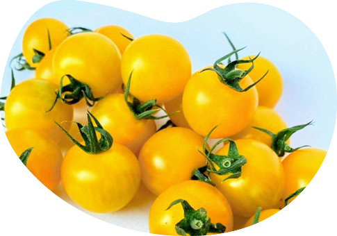 イエローピッコロトマト