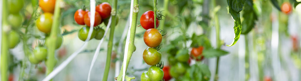 トマト農園の画像