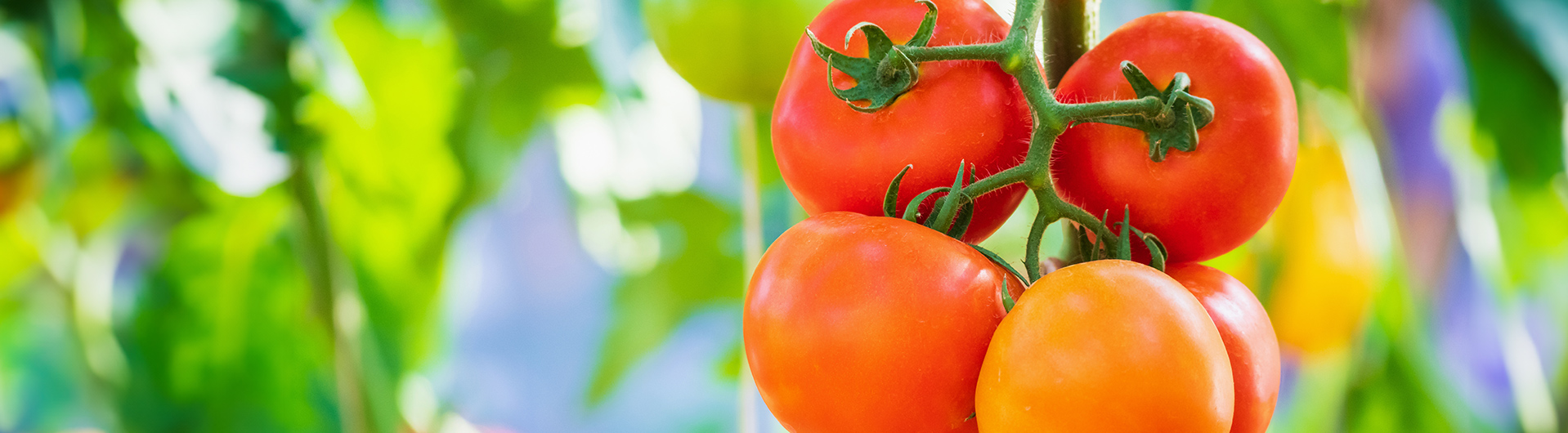 メインビジュアル画像