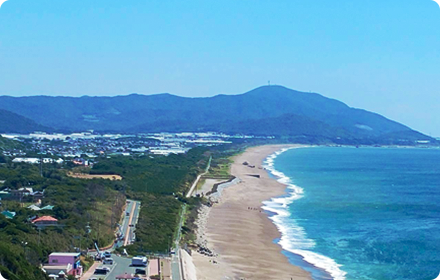 愛知県渥美半島の太陽の光に恵まれた土地で栽培